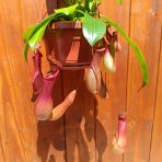 Mäsožravý krčiažnik (Nepenthes alata) ´MONKEY JARS´ - výška 20-30 cm, kont. C1L - závesný kvetináč